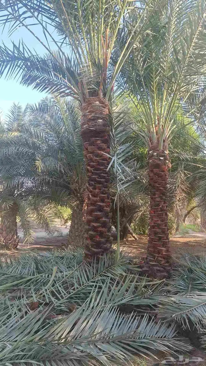 يوجد لدينا جميع انواع النخيل بكل المقاسات 0