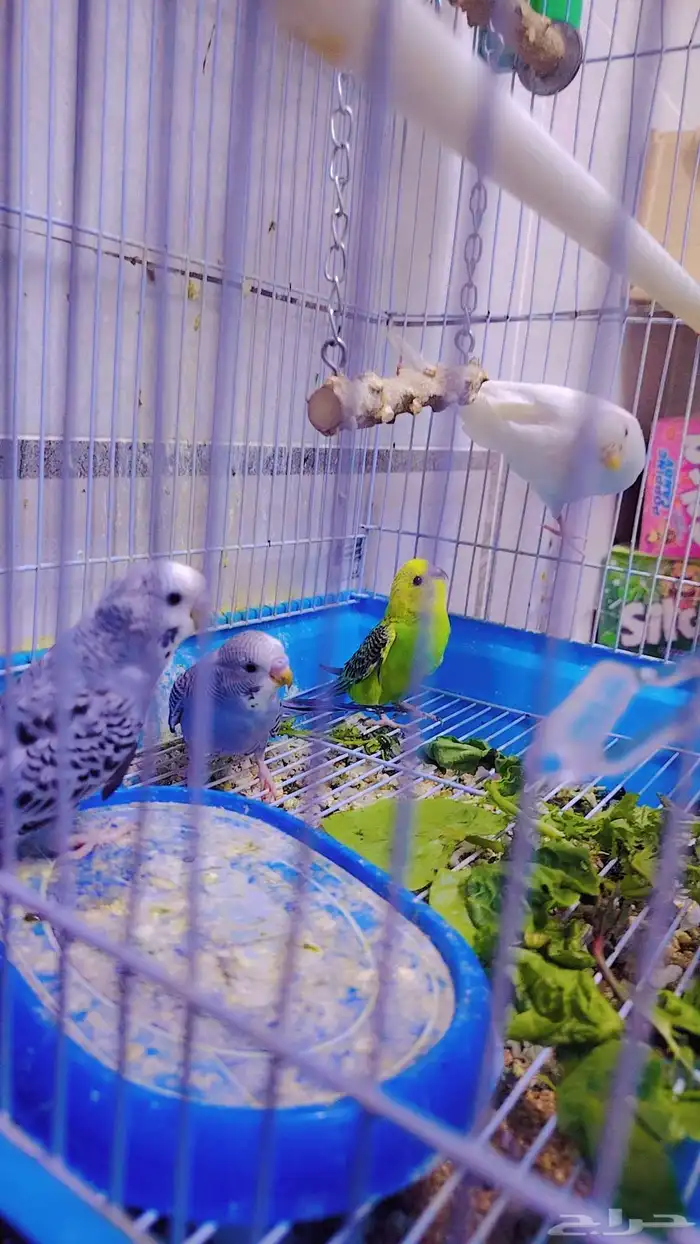 للبيع طيور بادجي 4 0