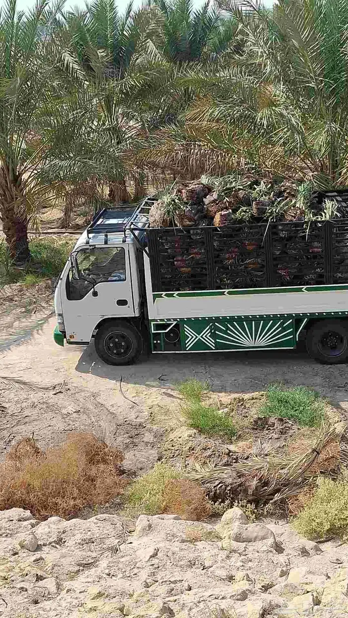 يوجد لدينا جميع انواع النخيل بكل المقاسات 2