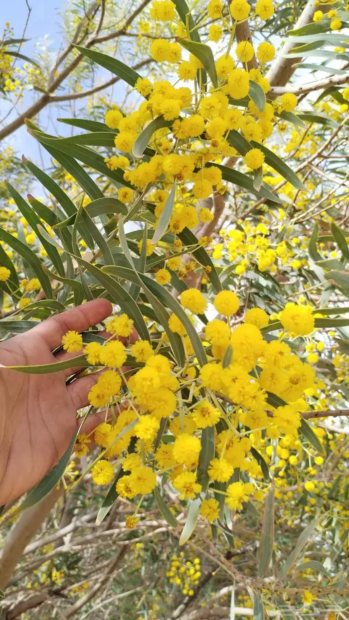 شتلات جملة فقط 4