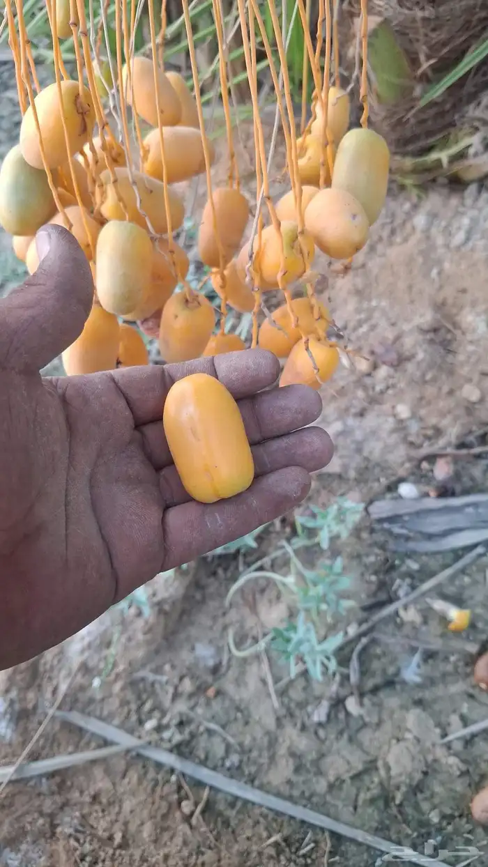 يوجد لدينا جميع انواع النخيل بكل المقاسات 3