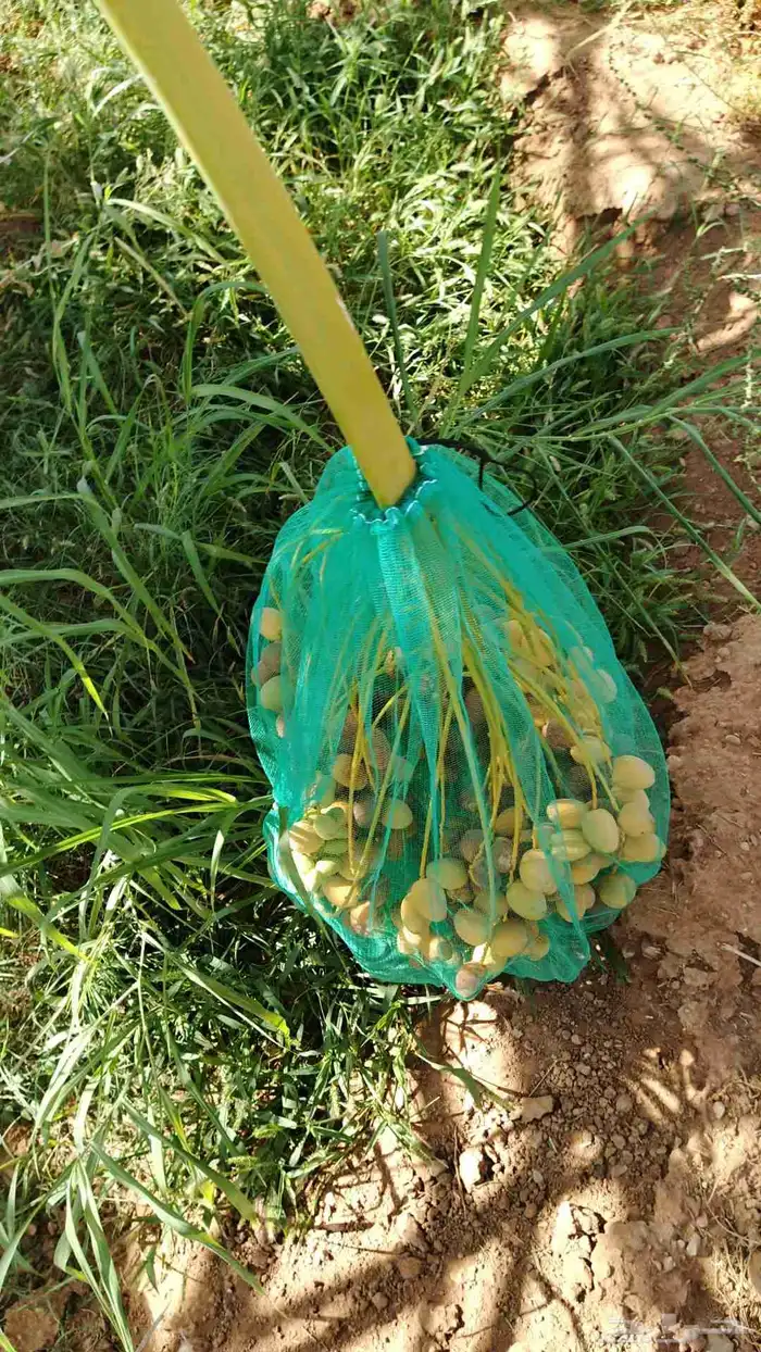 يوحد لدينا جميع انواع النخيل 9