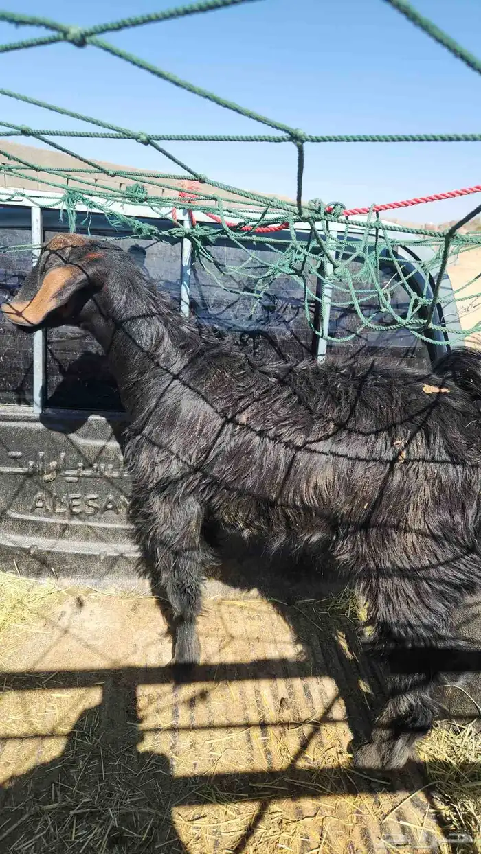 متعهد بتوصيل ذبائح 0