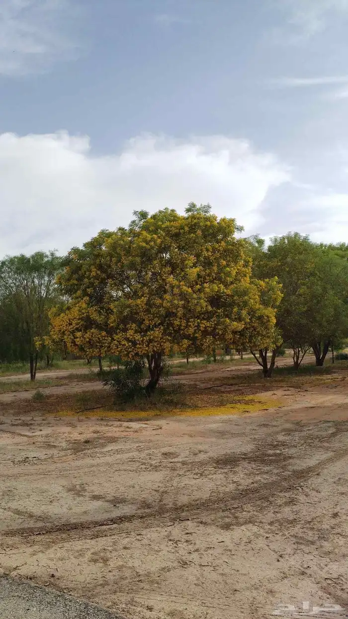 شتلات جملة فقط 5