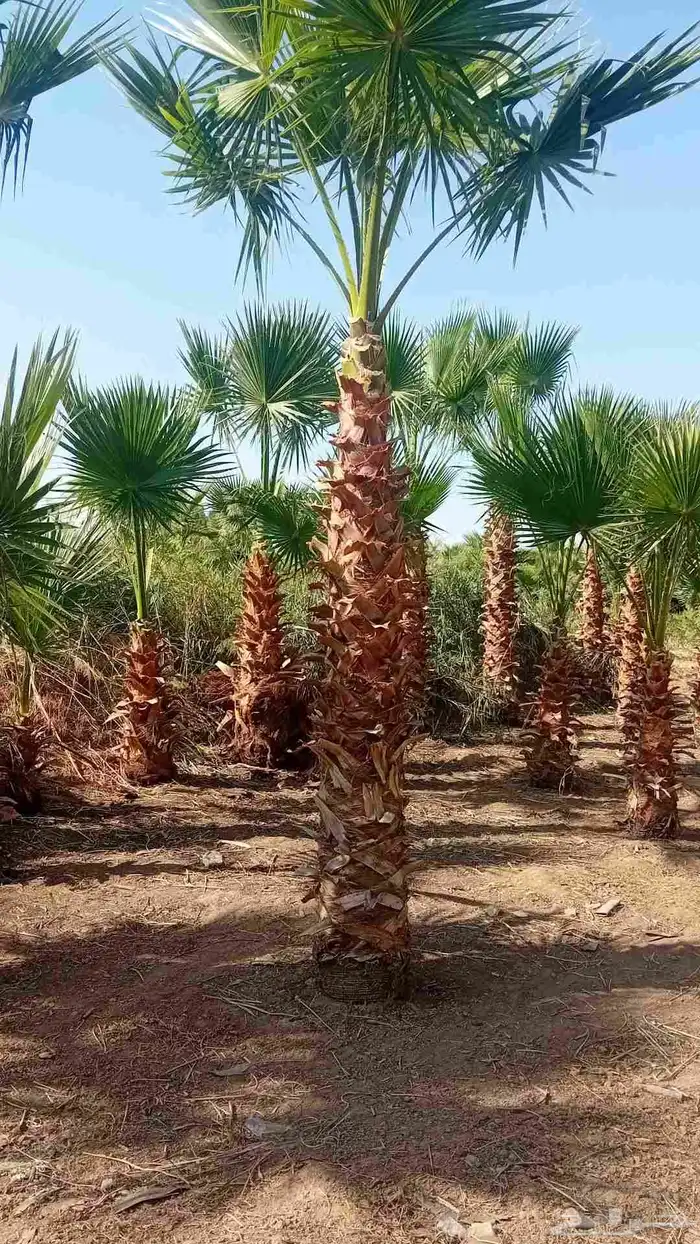 نخل واشنطنيا زينه وملوكي وجوز الهند 2