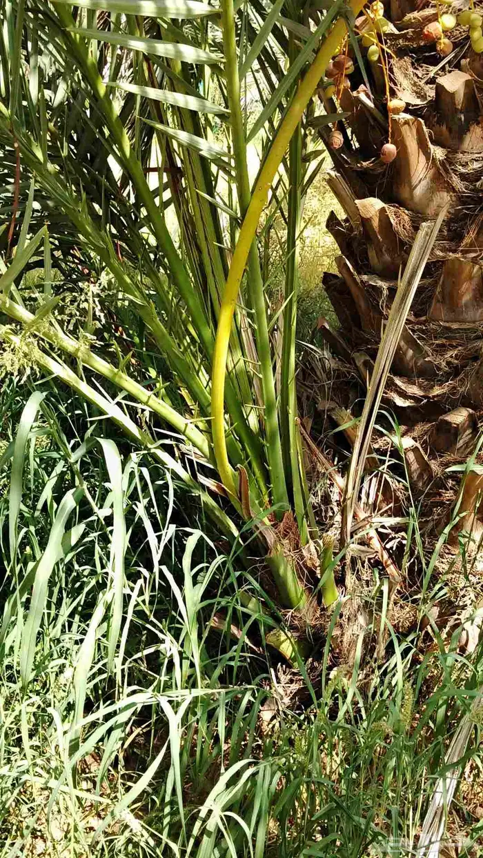 يوحد لدينا جميع انواع النخيل 7