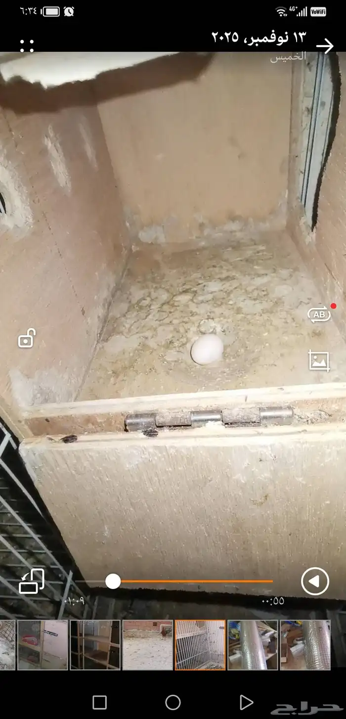 جوز كروان منتج. اليوم نزل اول بيضه 1