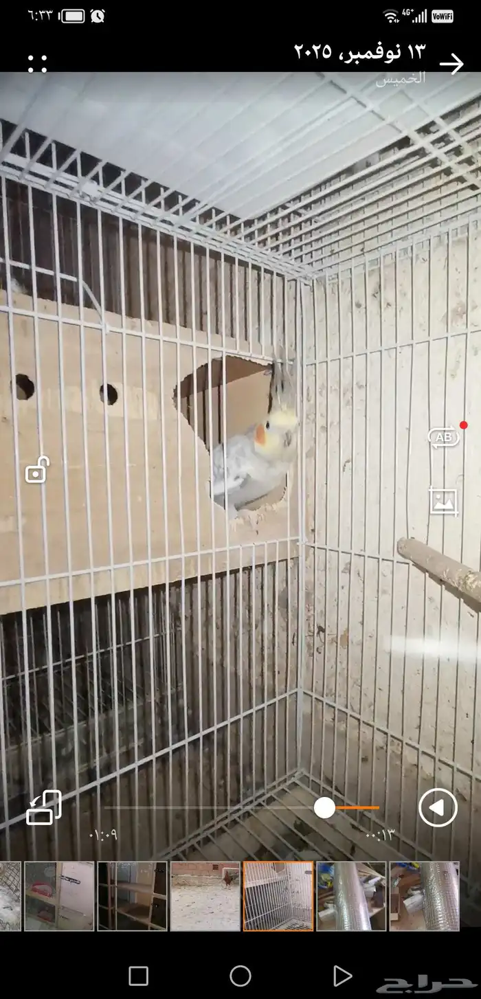 جوز كروان منتج. اليوم نزل اول بيضه 2