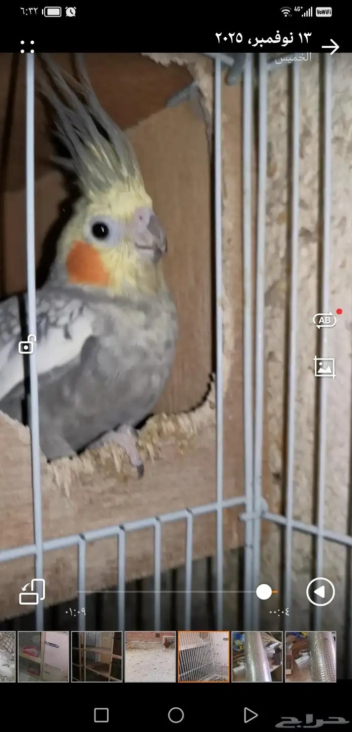 جوز كروان منتج. اليوم نزل اول بيضه 6