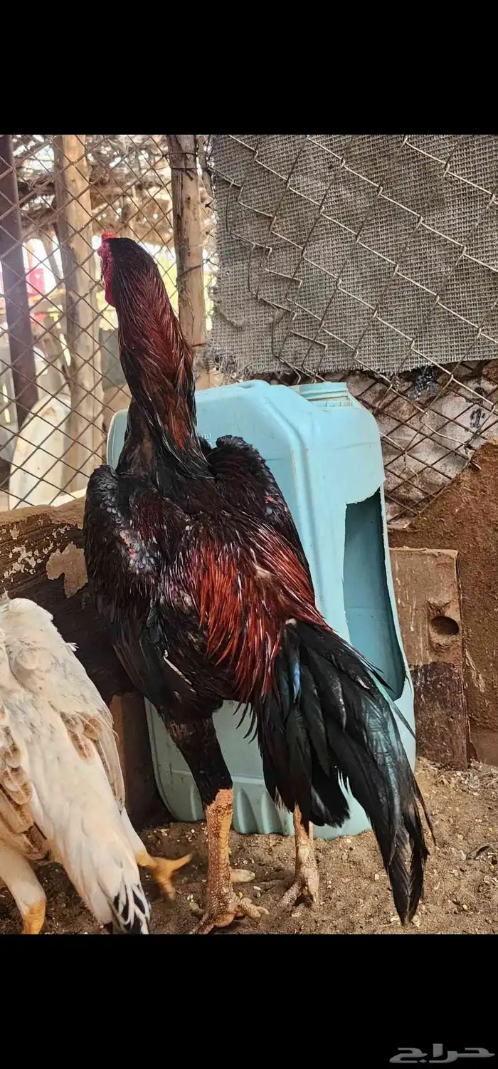 ديك شامو ياباني عمر سنه ثلاثه شهور الموقع القنفذة 0