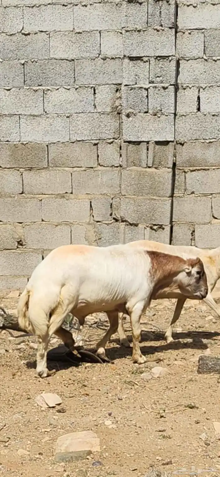 خروف للبيع العمر سنتين تقريبا 2