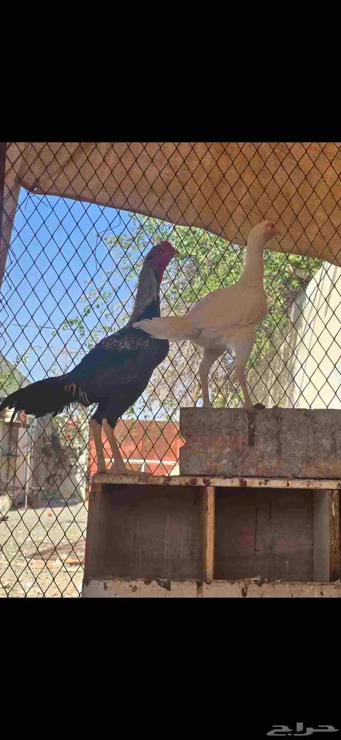 طقم دجاج بكستاني على شامو 1