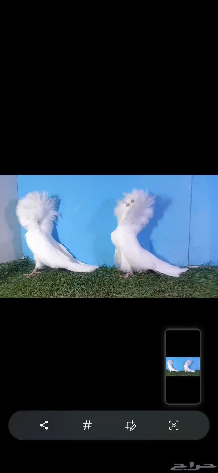 جاكوبين بلجيكي 0