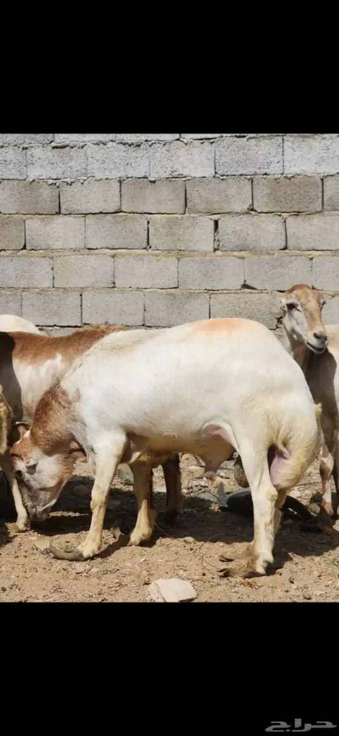 خروف للبيع العمر سنتين تقريبا 1