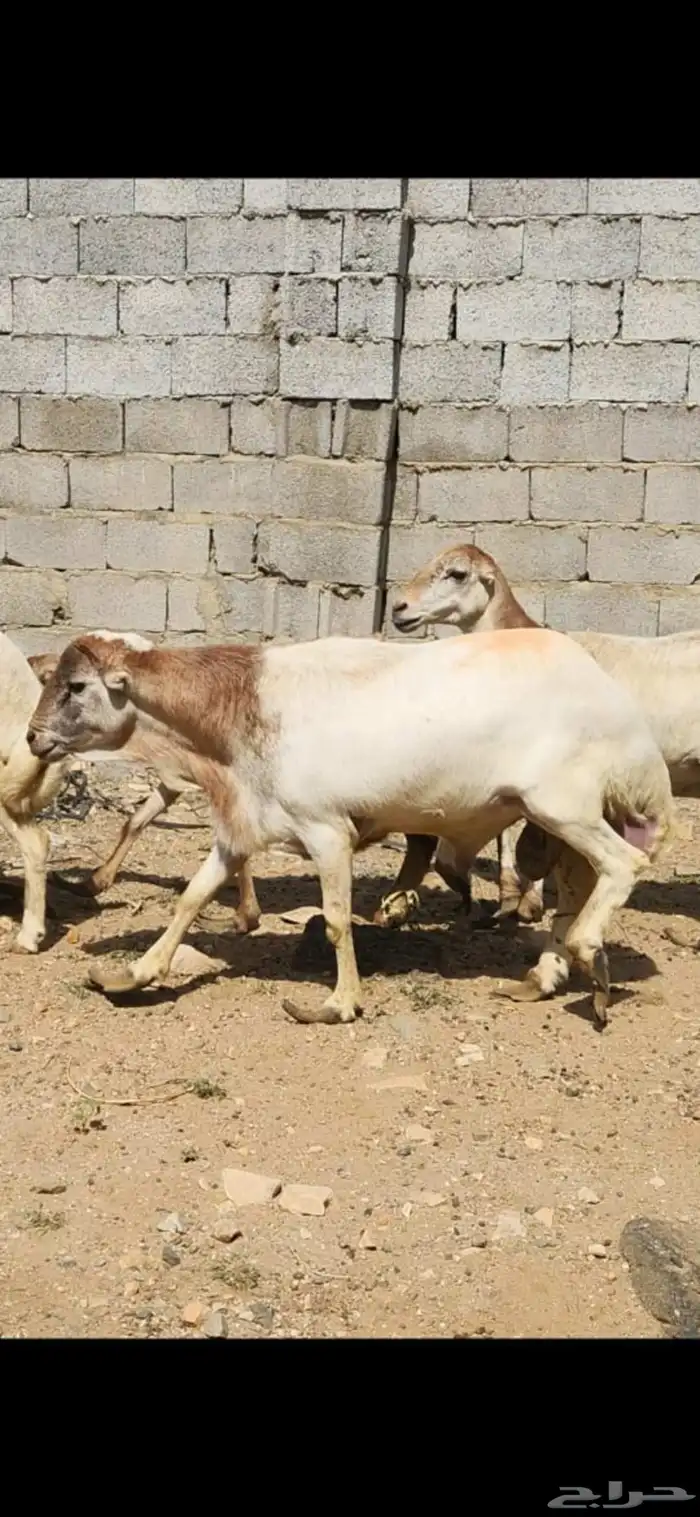خروف للبيع العمر سنتين تقريبا 6
