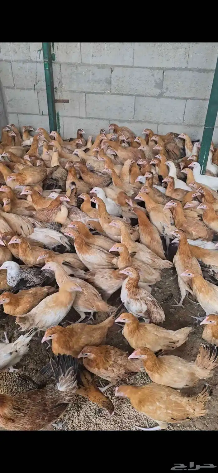للببع دجاج بلدي باقي شهر يبد بياض العدد 500 حبه 0