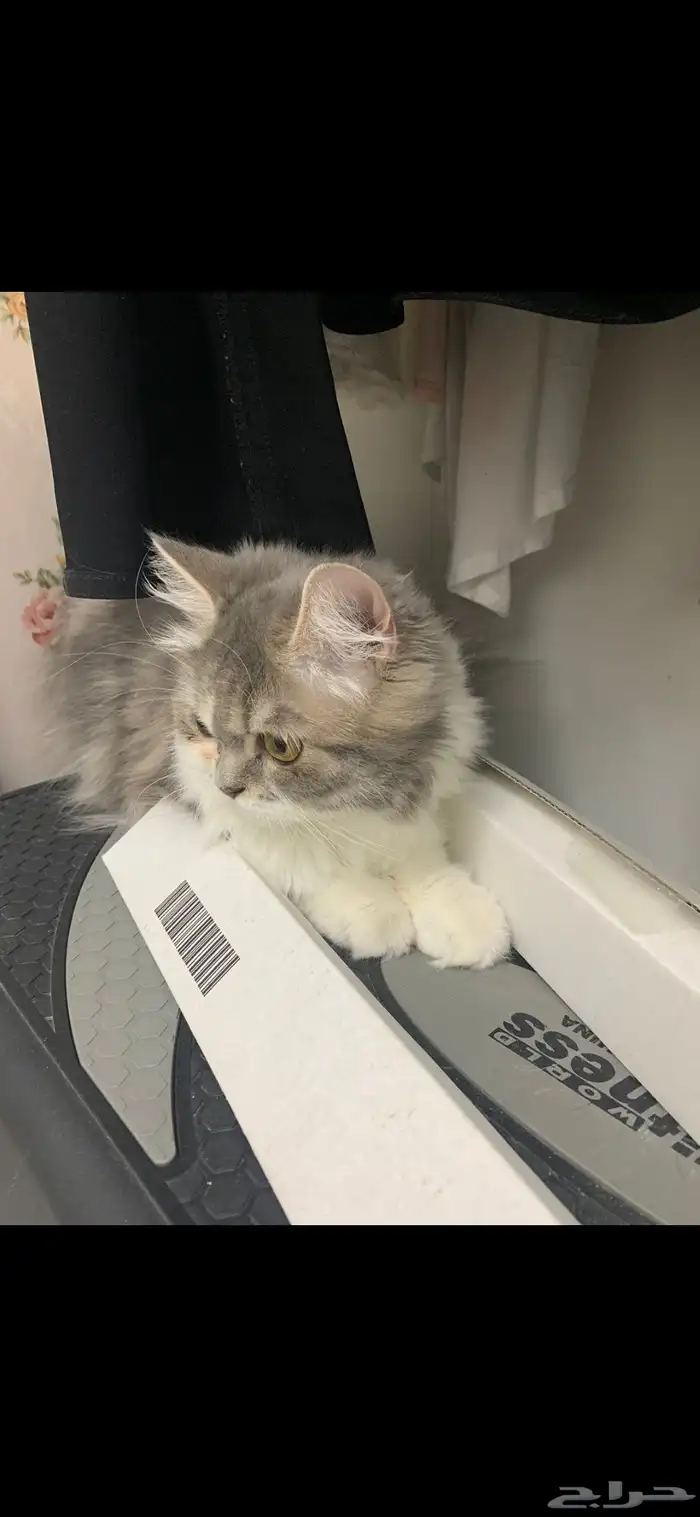 قطة للتبني 2