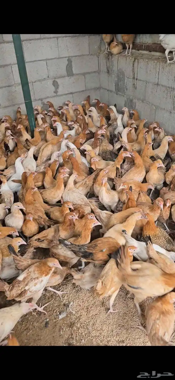 للببع دجاج بلدي باقي شهر يبد بياض العدد 500 حبه 1