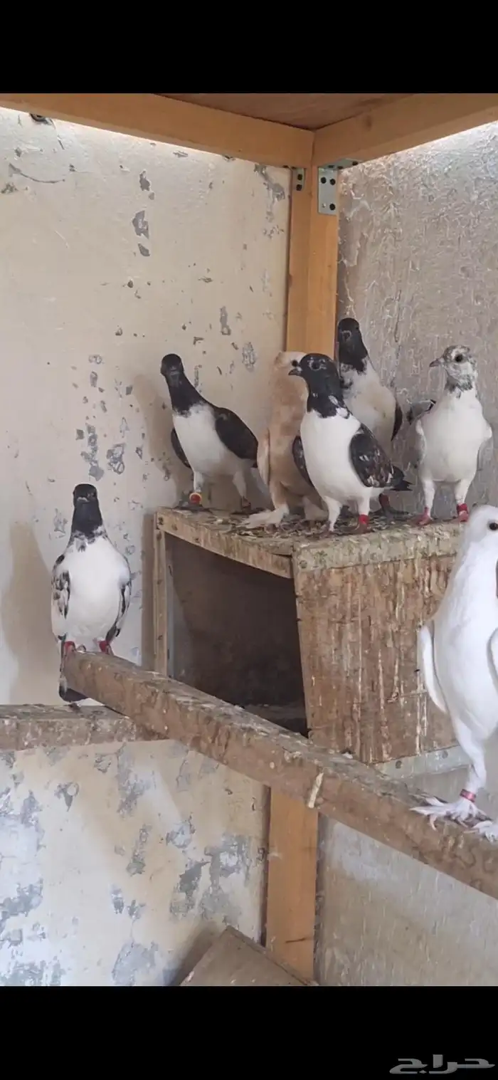 حمام زاجل ومشكل 5