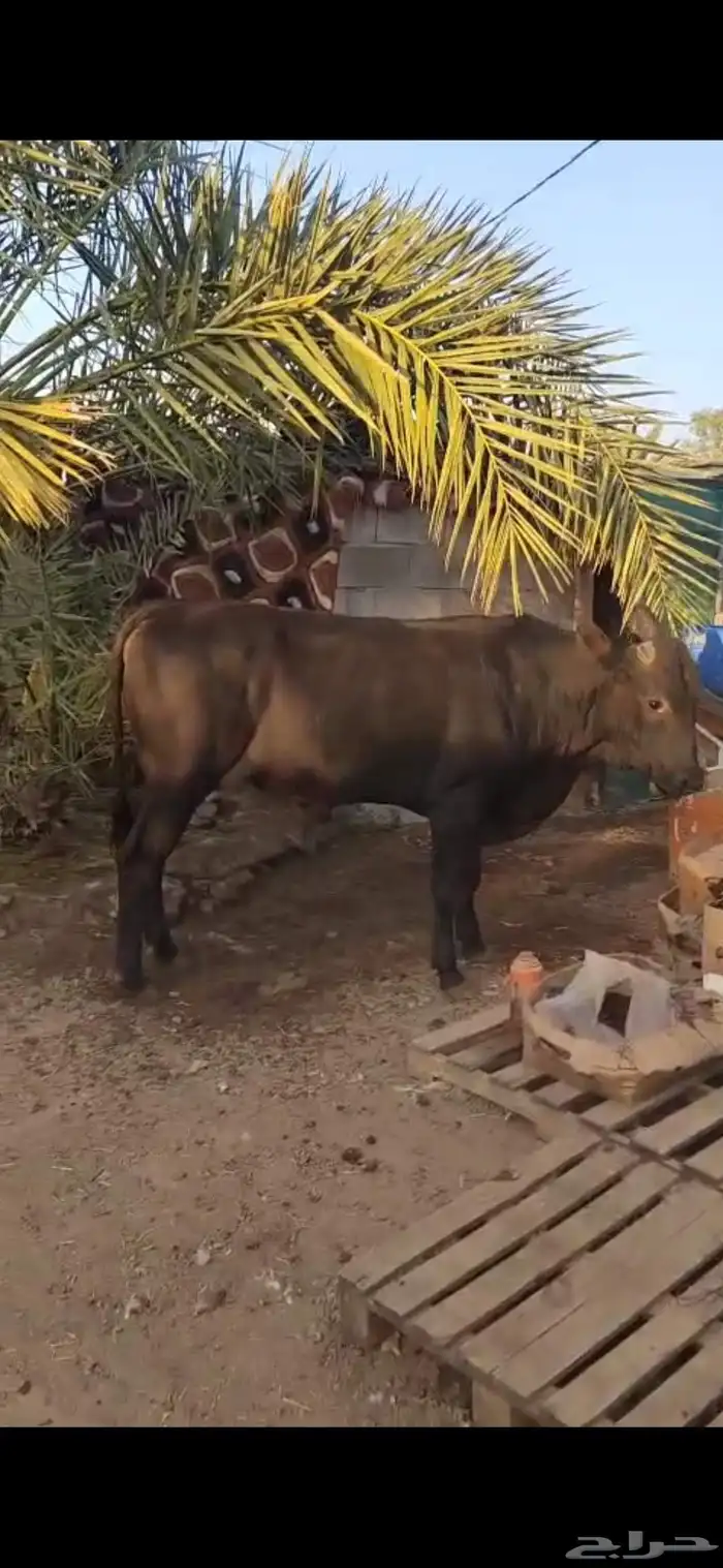 عجل الماني للبيع 0