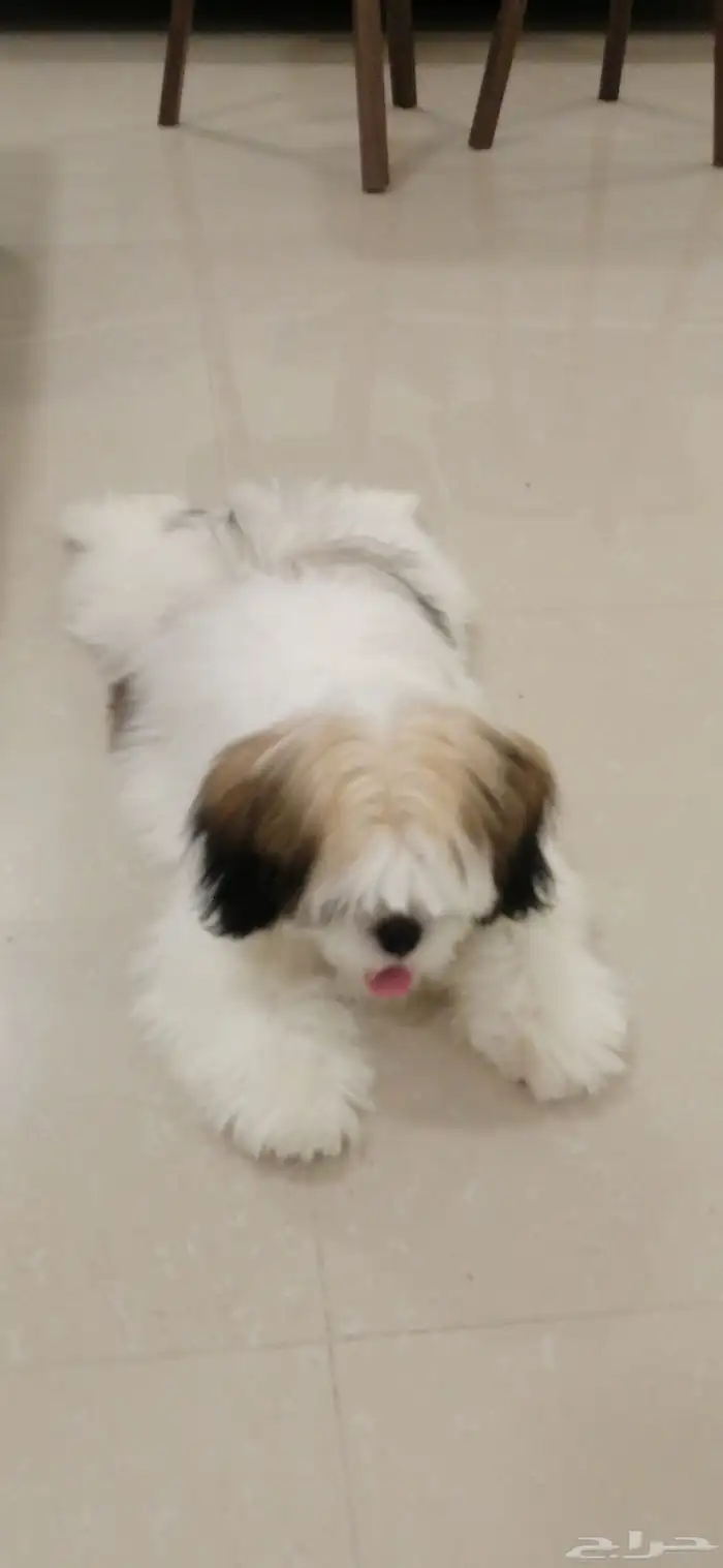 كلب شيتزو بيور 1