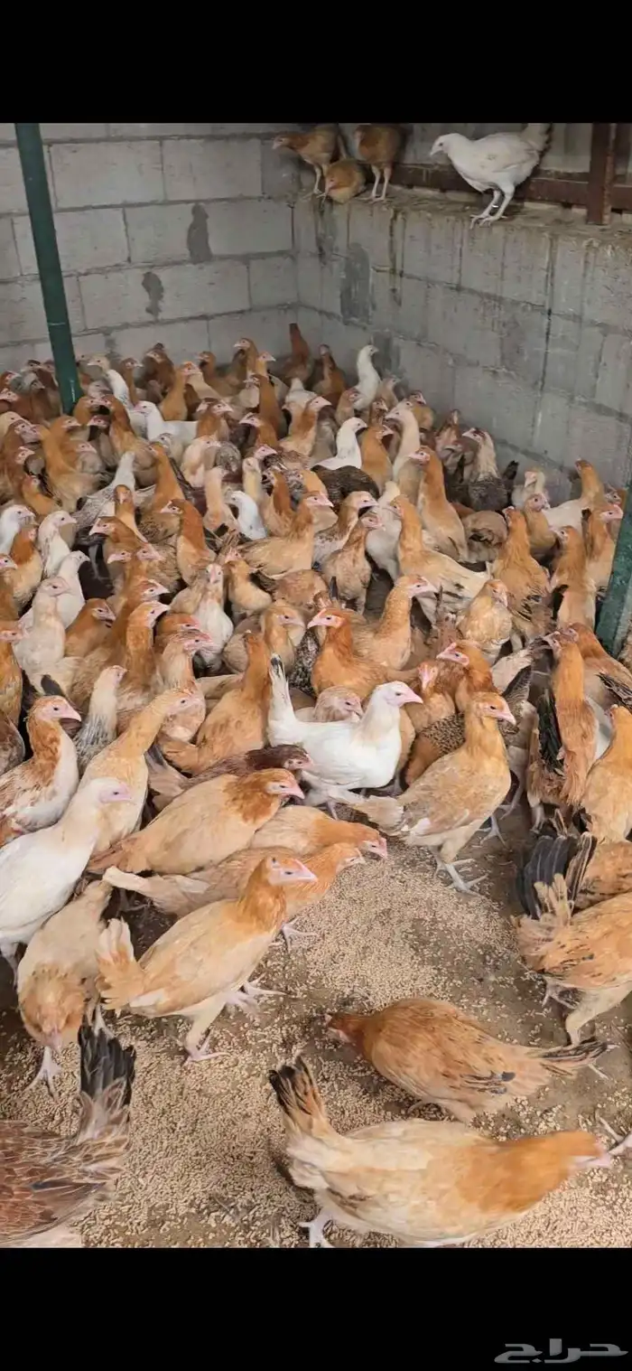 للببع دجاج بلدي باقي شهر يبد بياض العدد 500 حبه 2
