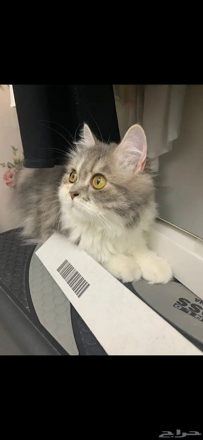 قطة للتبني 1