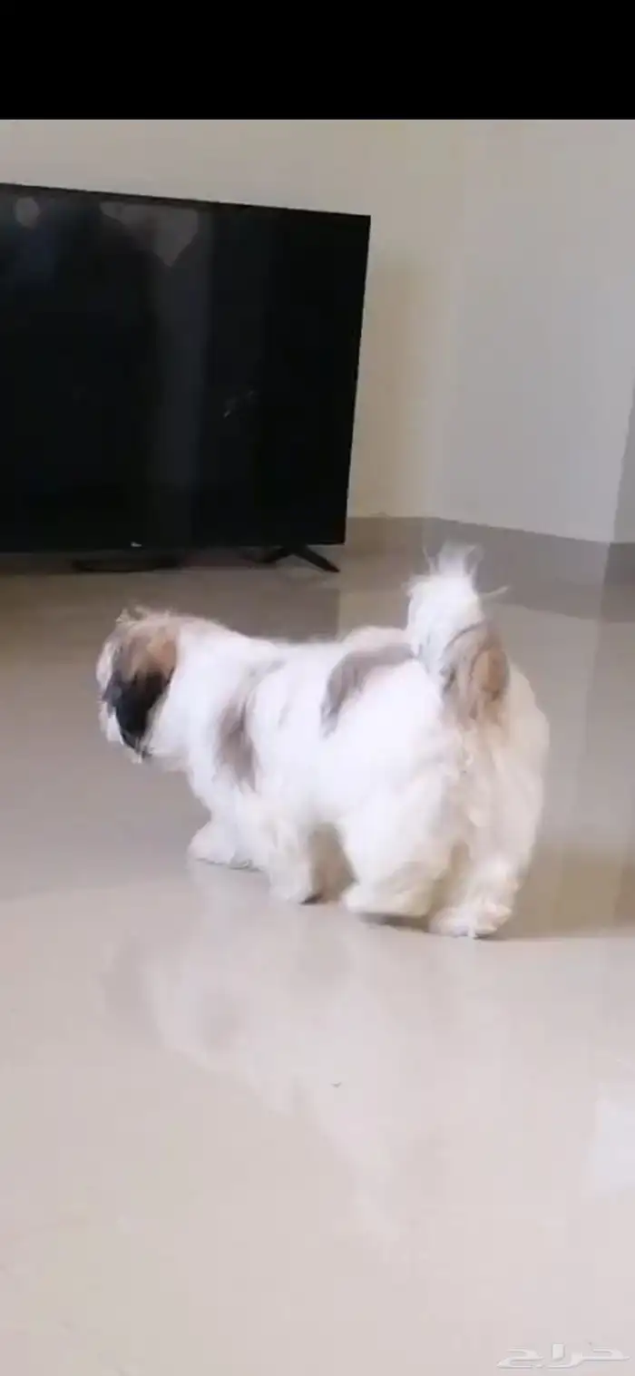 كلب شيتزو بيور 2