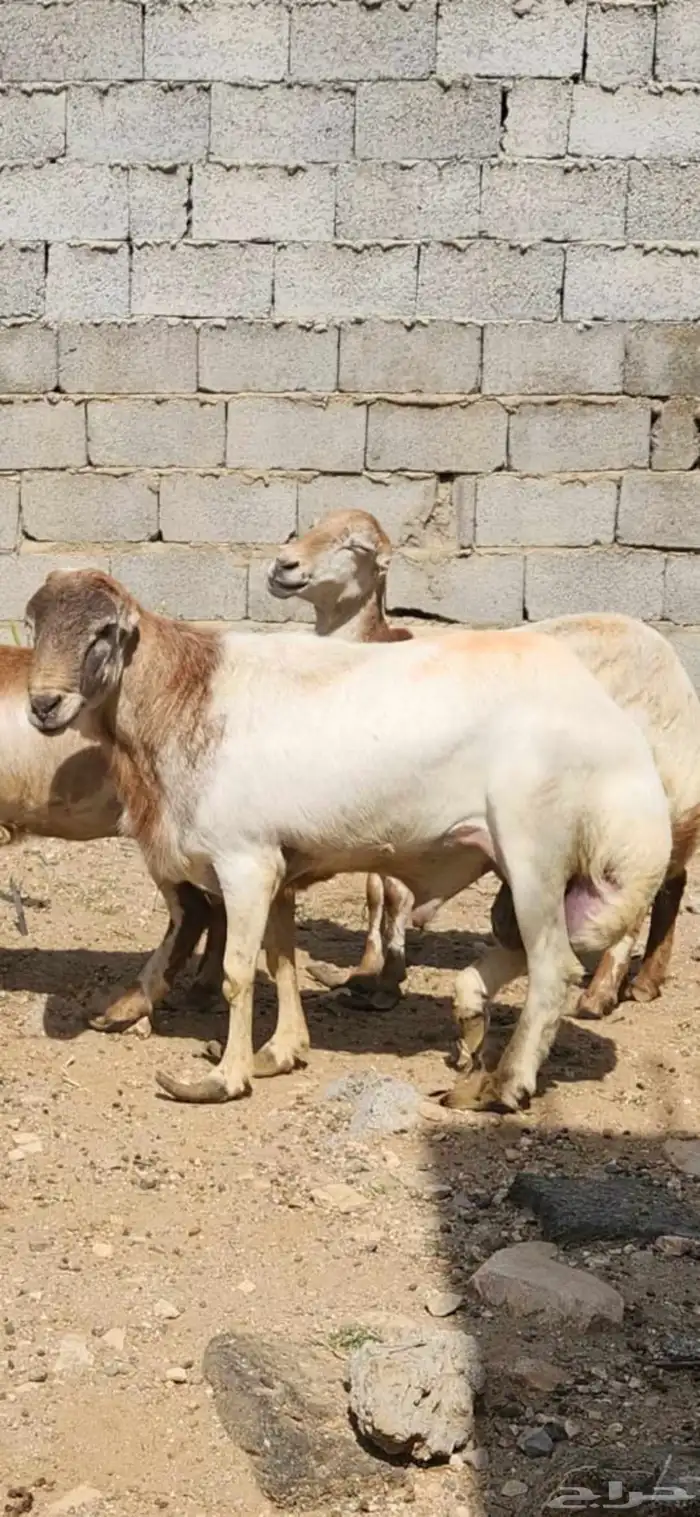 خروف للبيع العمر سنتين تقريبا 4