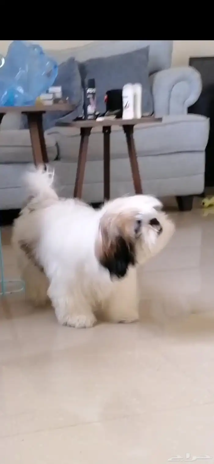 كلب شيتزو بيور 0