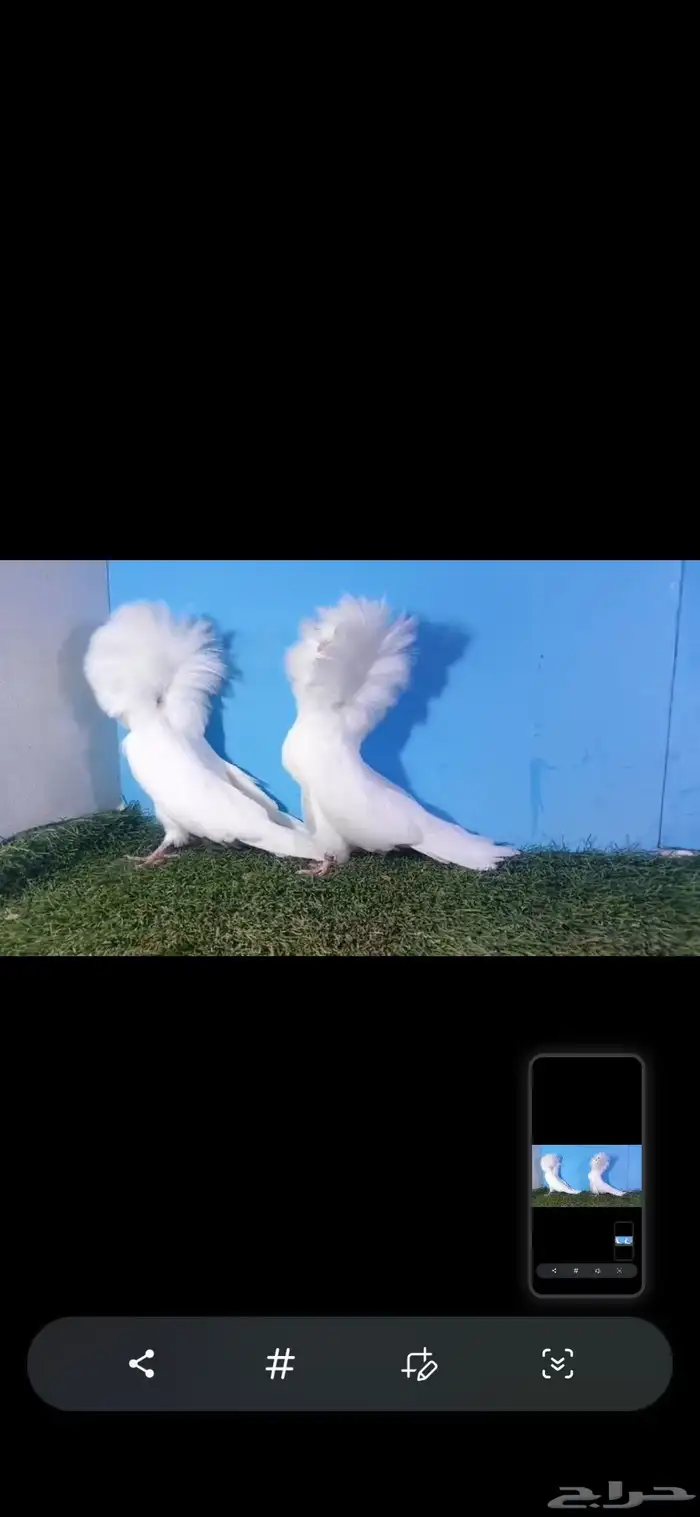 جاكوبين بلجيكي 2