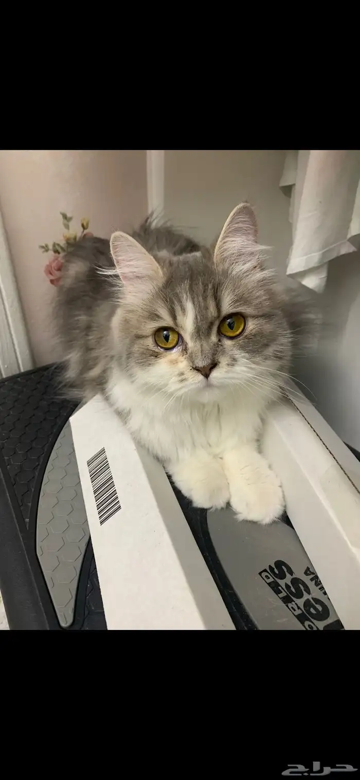 قطة للتبني 0