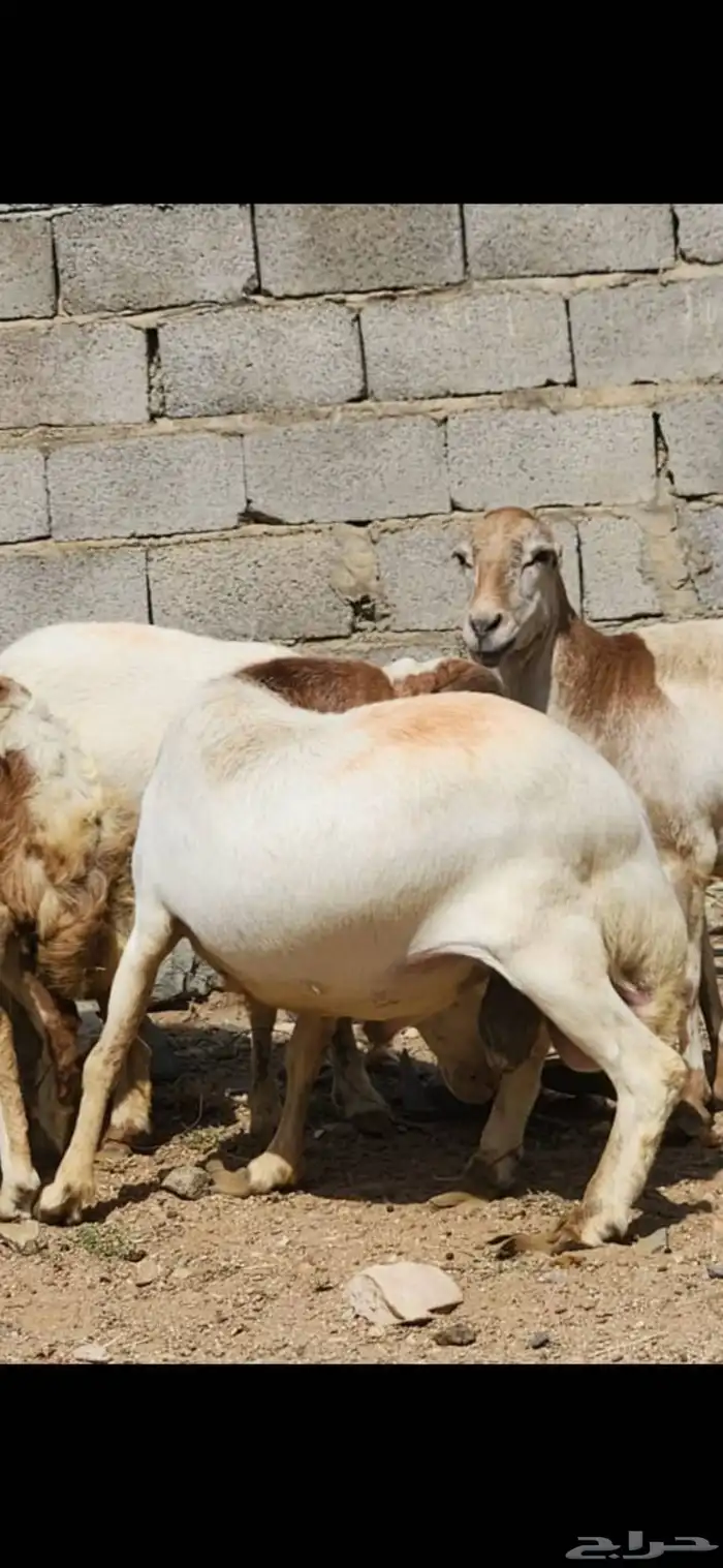 خروف للبيع العمر سنتين تقريبا 0