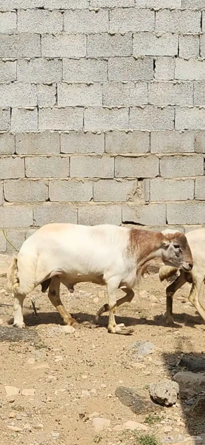 خروف للبيع العمر سنتين تقريبا 3