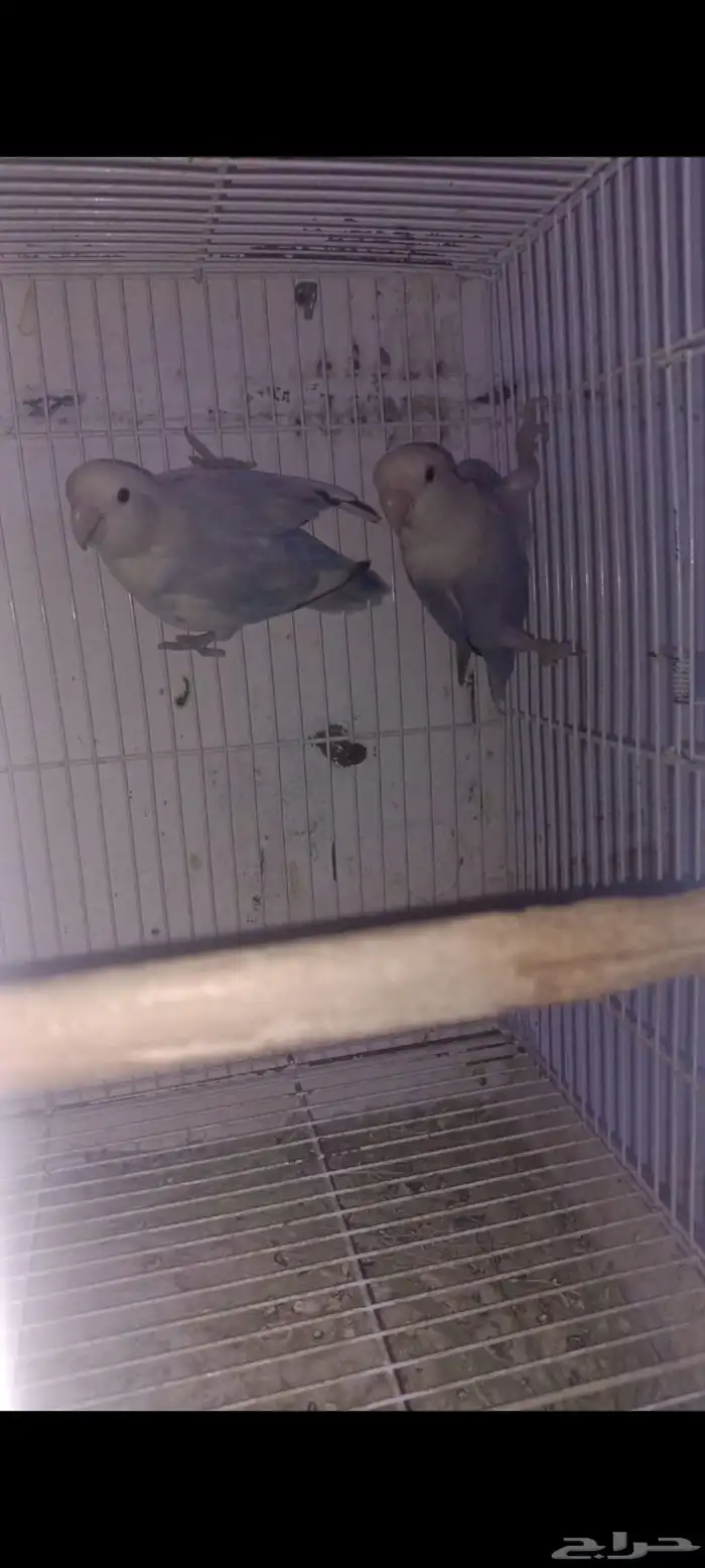 طيور روز منتج 0