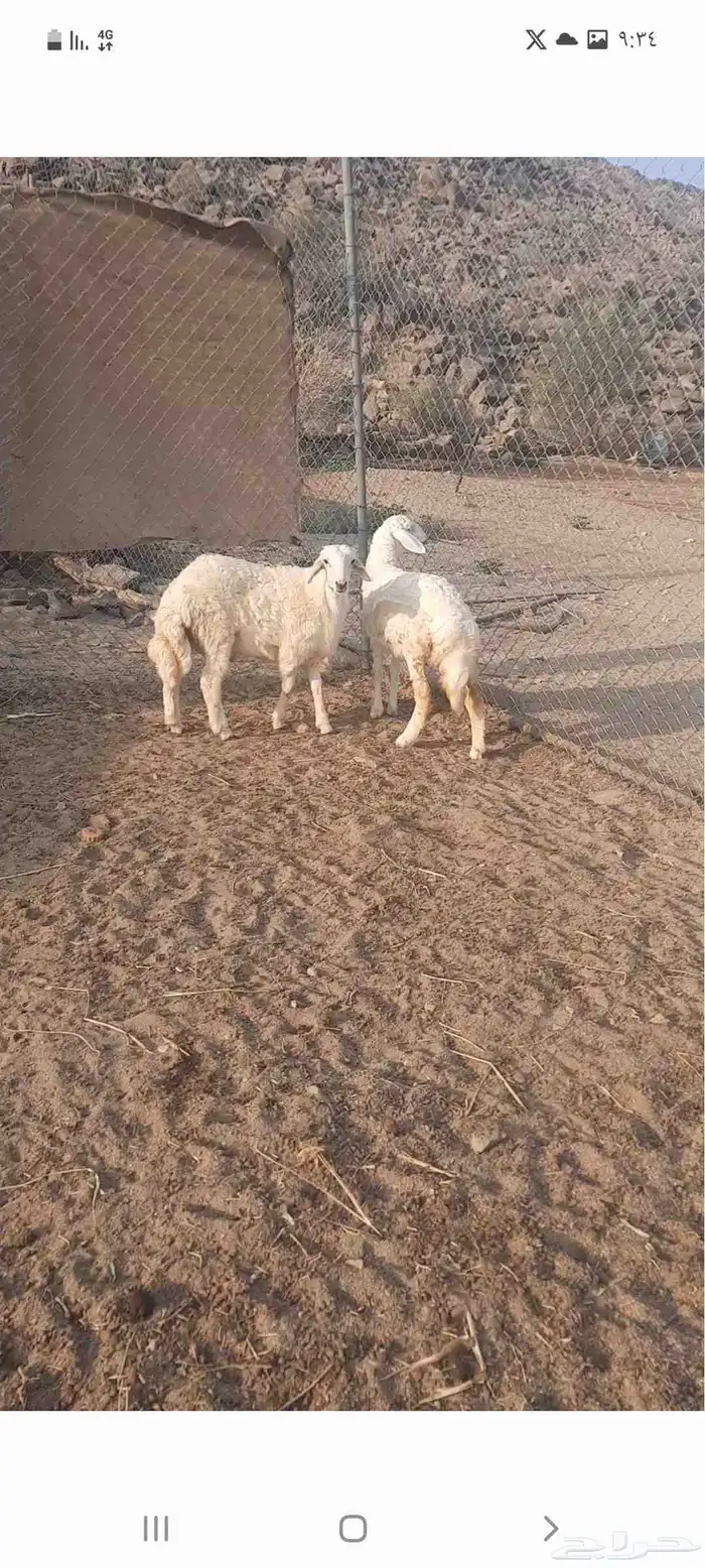 طلي ورخله ذبايح الثلاجه المناسبات 0