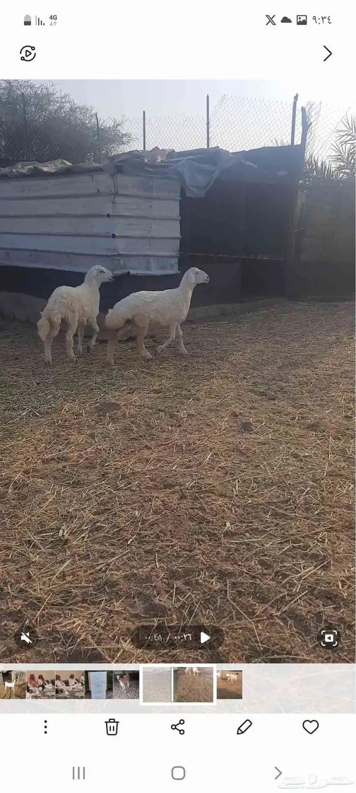 طلي ورخله ذبايح الثلاجه المناسبات 1