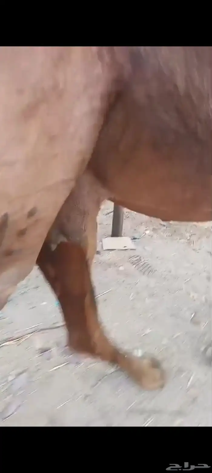 ناقه مدني ب 6500 تم البيع 1