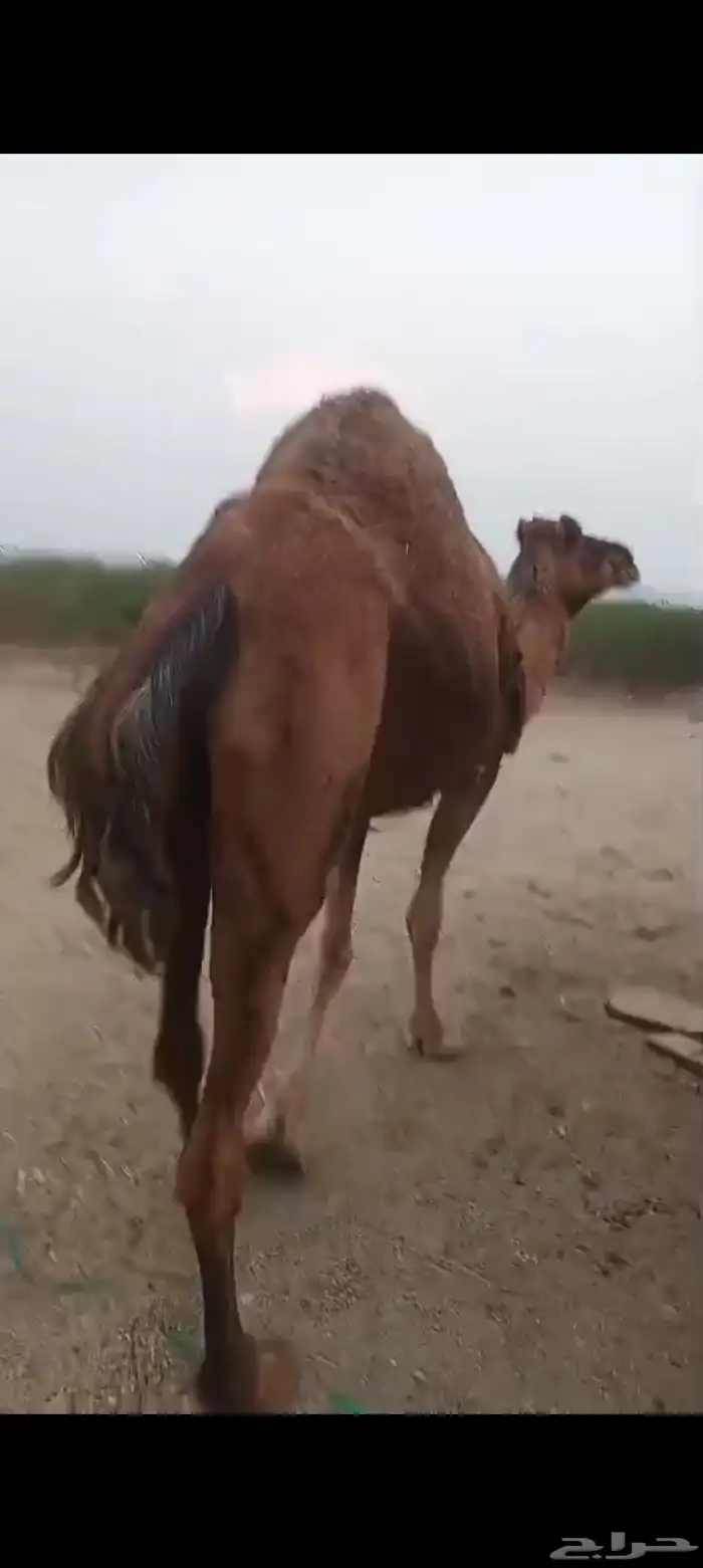 ناقه مدني ب 6500 تم البيع 3