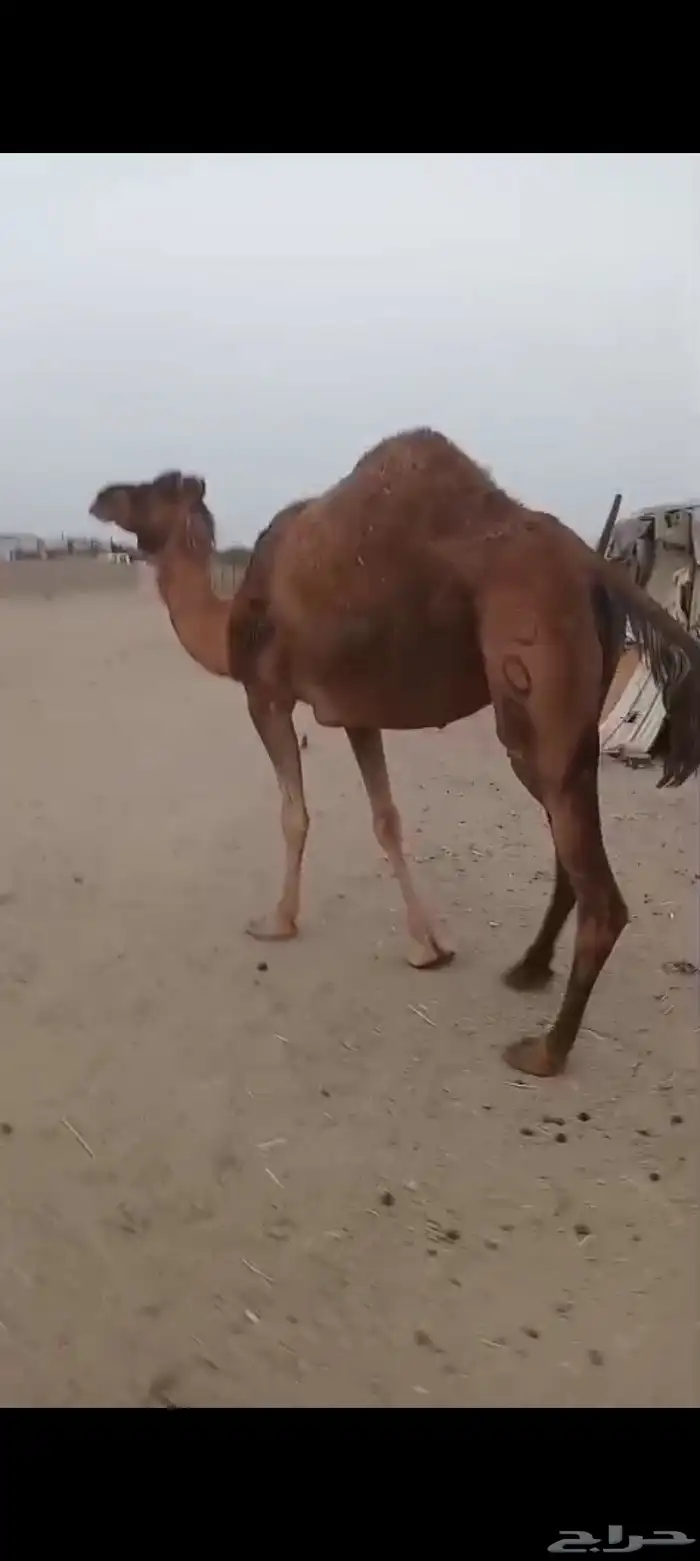 ناقه مدني ب 6500 تم البيع 0