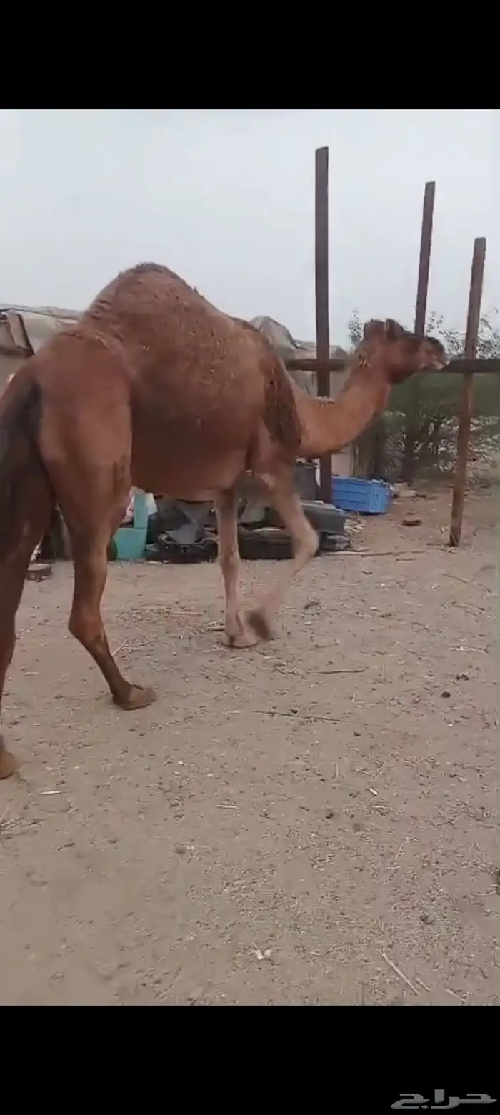 ناقه مدني ب 6500 تم البيع 2