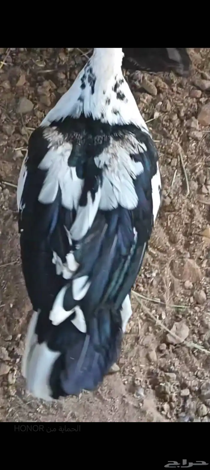 ثنتين بط اناثي للبيع 1