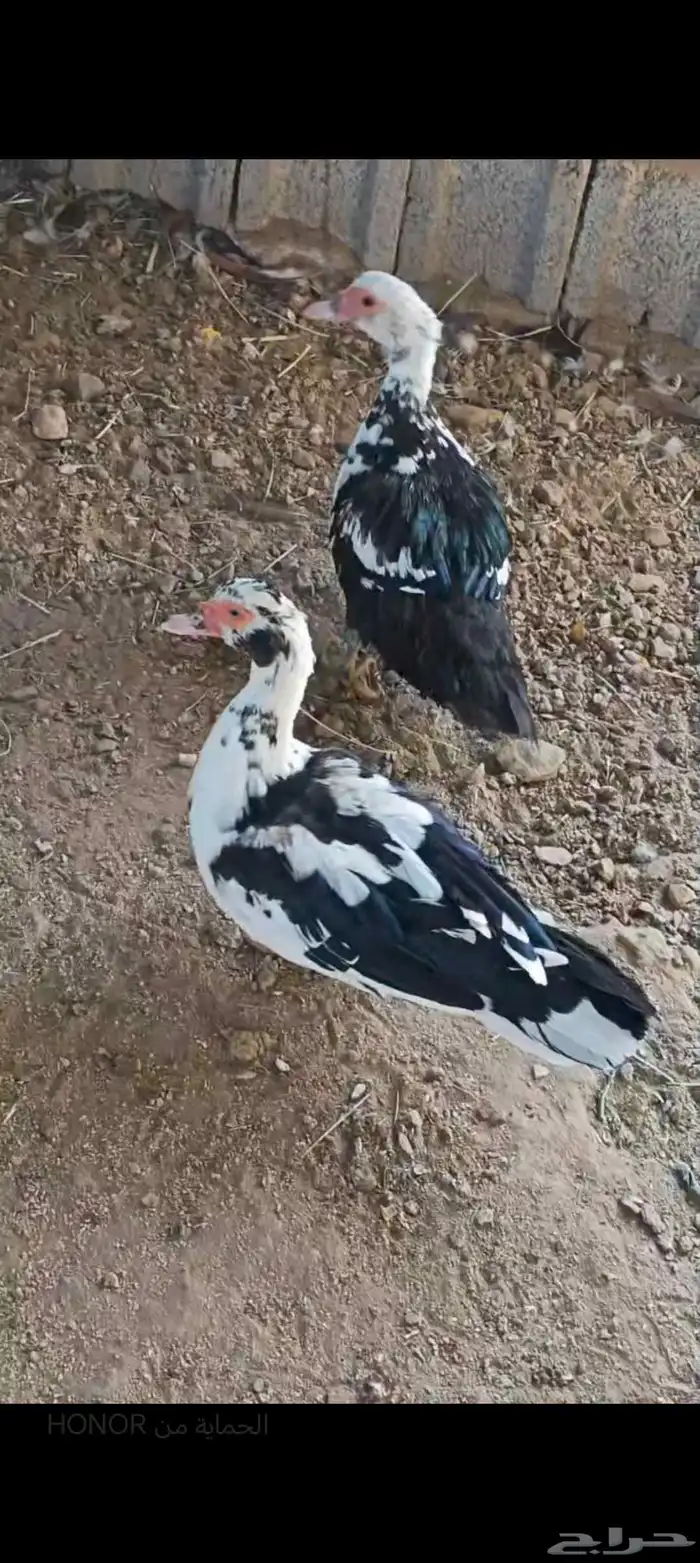 ثنتين بط اناثي للبيع 0