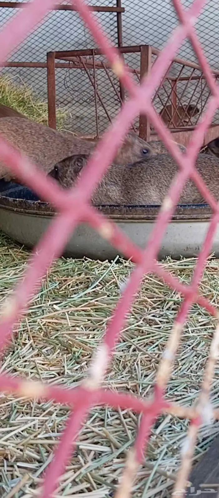 محمية وب ر 1