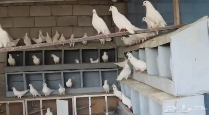 طبات سوبر اربعه وعشرين جواز على الشرط في مزوج وفيه شباب 0