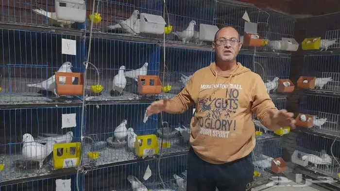 إدارة مشاريع الحمام فرز الحمام نجاح مشروع تربية الحمام تربي 6