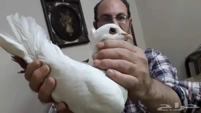 إدارة مشاريع الحمام فرز الحمام نجاح مشروع تربية الحمام تربي 10