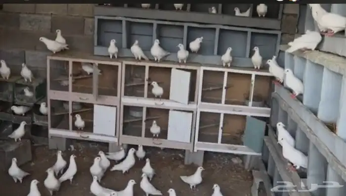 طبات سوبر اربعه وعشرين جواز على الشرط في مزوج وفيه شباب 1