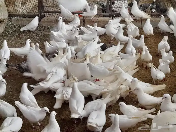 إدارة مشاريع الحمام فرز الحمام نجاح مشروع تربية الحمام تربي 4