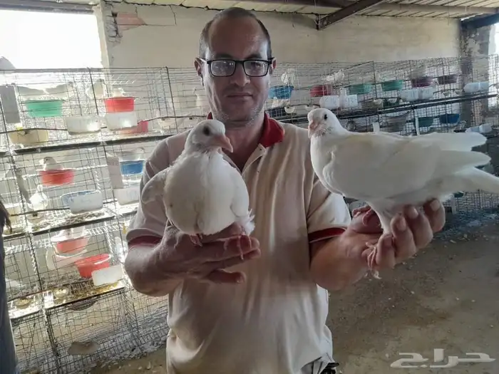 إدارة مشاريع الحمام فرز الحمام نجاح مشروع تربية الحمام تربي 5